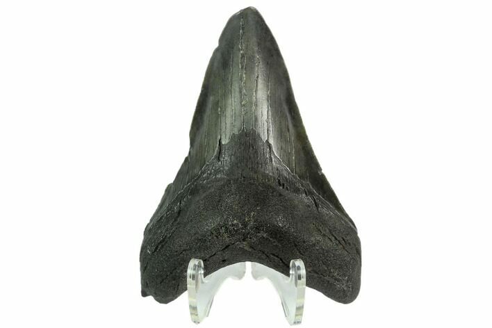 Fossil Megalodon Tooth - South Carolina #124692